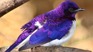 purple birds