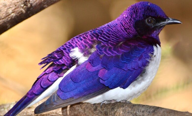 purple birds